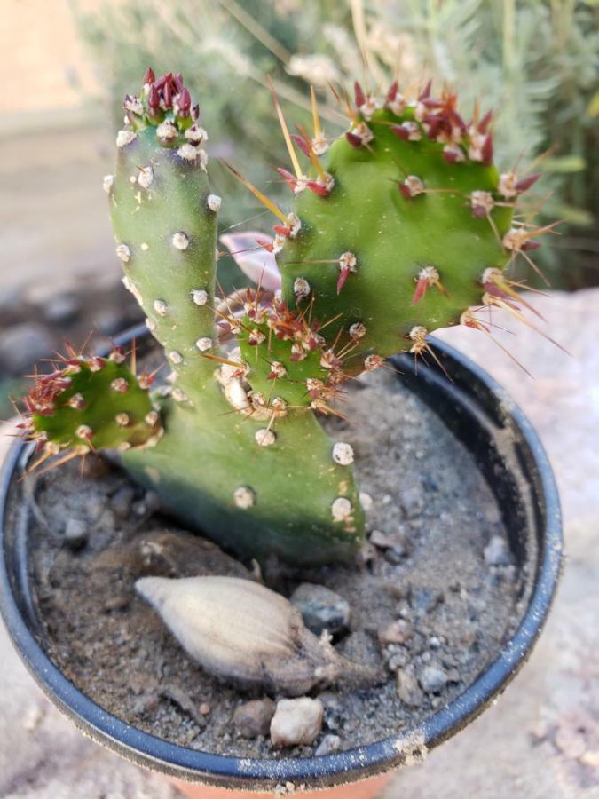 Casa Cactus Cafayate Hotel ภายนอก รูปภาพ