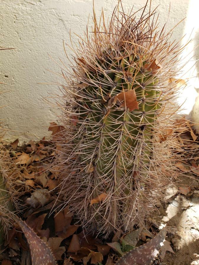 Casa Cactus Cafayate Hotel ภายนอก รูปภาพ